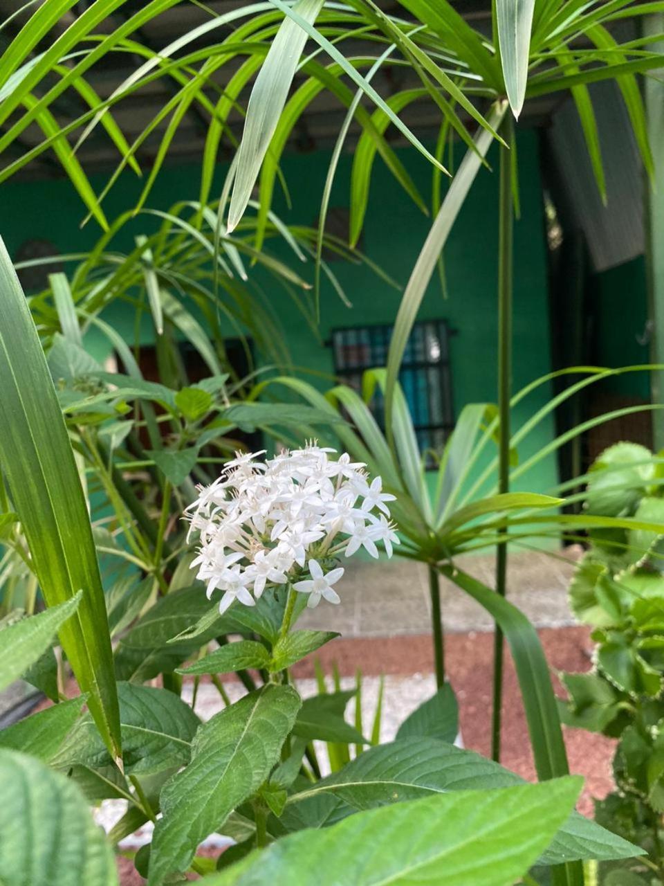 Cabinas Mitchaelle'S Puerto Viejo de Talamanca Екстер'єр фото